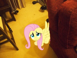 Size: 4032x3024 | Tagged: safe, artist:jetrixwolf, fluttershy, pony, g4, couch, hiding, irl, photo, ponies in real life, vector