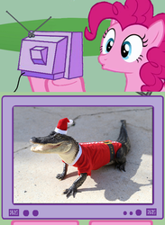 Size: 563x771 | Tagged: safe, pinkie pie, alligator, pony, g4, christmas, clothes, exploitable meme, hat, implied gummy, meme, santa costume, santa hat, tv meme