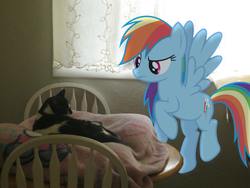 Size: 1400x1050 | Tagged: safe, rainbow dash, cat, pony, g4, blanket, irl, photo, ponies in real life, vector