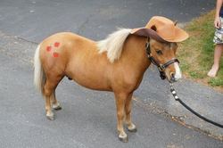 Size: 500x332 | Tagged: safe, applejack, horse, g4, applejack (male), bridle, clothes, cosplay, costume, cute, dark genitals, hat, hoers, horse cosplay, irl, irl horse, irl pony, live action applejack, male, miniature horse, nudity, photo, rule 63, sheath, stallion, tack