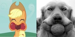 Size: 512x256 | Tagged: safe, edit, edited screencap, screencap, applejack, dog, earth pony, pony, apple family reunion, g4, apple, ball, female, irl dog, mare