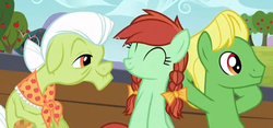 Size: 564x264 | Tagged: safe, screencap, candy apples, granny smith, wensley, earth pony, pony, apple family reunion, g4, apple family member, background pony, bow, braid, elderly, female, hair bow, male, mare, stallion, trio