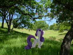 Size: 2816x2112 | Tagged: safe, artist:destructodash, rainbow dash, rarity, pony, g4, butt, irl, photo, plot, ponies in real life, tree, vector