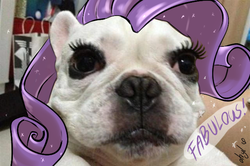 Size: 640x426 | Tagged: safe, edit, rarity, dog, g4, animal, fabulous, irl, irl dog, photo, solo