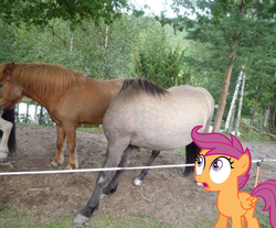 Size: 700x580 | Tagged: safe, scootaloo, g4, irl, wat