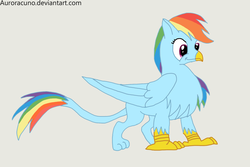 Size: 1860x1241 | Tagged: safe, alternate version, artist:auroracuno, rainbow dash, griffon, g4, alternate design, female, griffonized, hilarious in hindsight, rainbow griffon, smiling, solo, species swap, standing