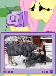 Size: 563x771 | Tagged: safe, fluttershy, horse, pony, g4, exploitable meme, feels, fluttercry, irl, meme, photo, tv meme