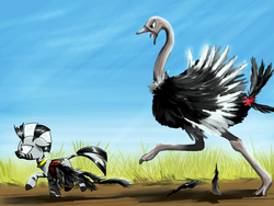 Size: 1037x778 | Tagged: safe, artist:madhotaru, zecora, ostrich, zebra, g4, feather, running, savanna, this will not end well