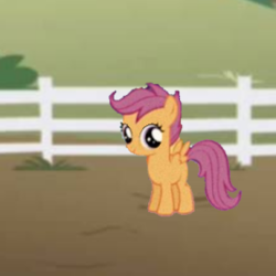 Size: 285x285 | Tagged: safe, scootaloo, g4, animated, animated png, female, pure unfiltered evil, reaction image, spinning, terry, wat