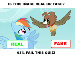 Size: 852x647 | Tagged: safe, edit, edited screencap, screencap, owlowiscious, rainbow dash, winona, pegasus, pony, g4, may the best pet win, allpet, flying, image macro, parody