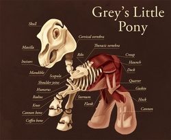 Size: 679x553 | Tagged: safe, artist:beavotron, pony, g3, ambiguous gender, anatomy, diagram, grey's anatomy, muscles, musculature, ponified, skeleton, solo, écorché