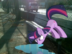 Size: 1024x768 | Tagged: safe, artist:paris7500, twilight sparkle, pony, g4, irl, photo, ponies in real life, puddle, reflection, solo, stare