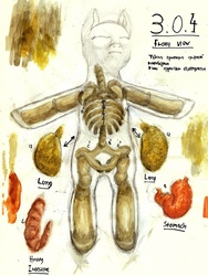 Size: 843x1120 | Tagged: safe, artist:thegreekdollmaker, anatomy, intestines, lungs, organs, skeleton, stomach, traditional art