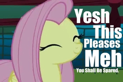 Size: 480x320 | Tagged: safe, fluttershy, pegasus, pony, g4, cute, eyes closed, image macro, impact font, pleased, reaction image, smiling, solo
