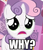 Size: 356x410 | Tagged: safe, sweetie belle, g4, my little pony: friendship is magic, sleepless in ponyville, cute, image macro, reaction image, sad, why