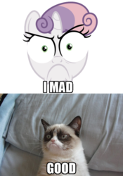 Size: 421x600 | Tagged: safe, sweetie belle, g4, grumpy cat, photo, special eyes, tard the grumpy cat