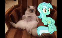 Size: 1440x900 | Tagged: safe, lyra heartstrings, cat, pony, unicorn, g4, female, irl, mare, meme, photo, sitting lyra