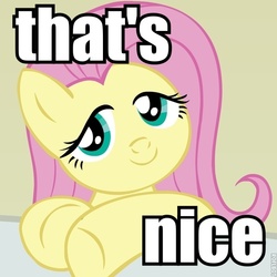 Size: 600x600 | Tagged: safe, artist:megasweet, fluttershy, pegasus, pony, g4, bust, female, image macro, lidded eyes, looking at you, mare, meme, ponified reaction image, reaction image, smiling, solo, text, that's nice