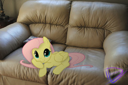 Size: 3872x2592 | Tagged: safe, artist:gifsthebrony, fluttershy, pegasus, pony, g4, couch, cute, female, high res, irl, looking at you, mare, photo, ponies in real life, prone, shyabetes, solo