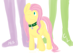 Size: 1036x744 | Tagged: safe, artist:cartoonlion, fluttershy, oc, oc:futashy, human, pegasus, pony, ask futashy, futaverse, g4, cartoonlion, collar, intersex, megasweet, one eye closed, pet tag, simple background, white background, wink