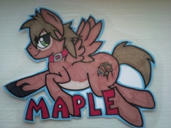 Size: 797x600 | Tagged: safe, artist:whipstitch, oc, oc only, oc:maple, pegasus, pony, badge, collar, male, photo, solo, stallion