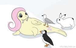 Size: 1024x655 | Tagged: safe, artist:ratscribbles, fluttershy, puffin, rabbit, seagull, walrus, g4, :3, female, looking back, simple background, smiling, species swap, white background, wings