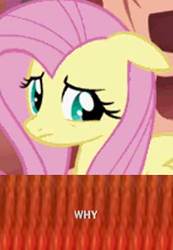Size: 281x406 | Tagged: safe, fluttershy, pegasus, pony, g4, female, floppy ears, mare, meme, solo, why, why.jpg