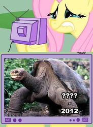 Size: 563x771 | Tagged: safe, fluttershy, pegasus, pony, tortoise, g4, crying, exploitable meme, female, fluttercry, irl, lip bite, lonesome george, mare, meme, photo, rest in peace, tv meme