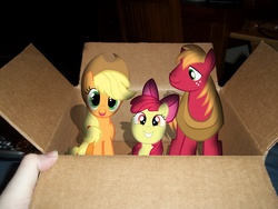 Size: 4000x3000 | Tagged: safe, apple bloom, applejack, big macintosh, earth pony, pony, g4, apple family, apple siblings, box, female, filly, hand, irl, looking at you, male, mare, photo, ponies in real life, pony in a box, smiling, stallion, vector