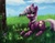 Size: 1075x841 | Tagged: safe, artist:terrac0tta, cheerilee, earth pony, pony, g4, apple, dappled sunlight, female, flower, grass, mare, prone, rock, solo, tree