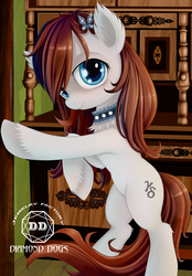 Size: 1780x2560 | Tagged: source needed, safe, artist:rainbow, oc, oc only, oc:gammadelta, pony, blue eyes, brown mane, brown tail, cabinet, chest fluff, collar, cute, digital art, ear fluff, gray coat, hairpin, looking at you, on hind legs, solo, unshorn fetlocks