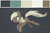 Size: 915x599 | Tagged: safe, artist:php27, oc, oc only, earth pony, pony, color palette, female, mare, reference sheet, running, solo