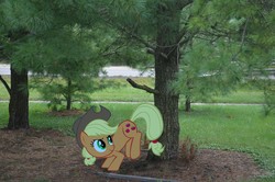 Size: 2464x1632 | Tagged: safe, applejack, earth pony, pony, g4, applebucking, bucking, irl, photo, ponies in real life, solo, vector