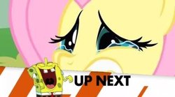 Size: 386x214 | Tagged: safe, fluttershy, g4, crying, inappropriate timing spongebob banner, male, procrastination (spongebob squarepants), spongebob laughs at your misery, spongebob squarepants, spongebob squarepants (character)