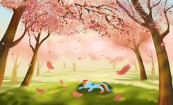 Size: 4929x2998 | Tagged: safe, artist:tgolyi, rainbow dash, pegasus, pony, g4, cherry blossoms, female, flower, flower blossom, orchard, sleeping, solo, wallpaper