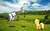 Size: 1920x1200 | Tagged: safe, artist:hachaosagent, applejack, rainbow dash, rarity, alicorn, pegasus, pony, g4, alicornified, female, flying, irl, photo, ponies in real life, race swap, raricorn, vector, wings, wtf