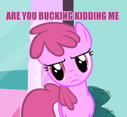 Size: 496x457 | Tagged: safe, edit, edited screencap, screencap, berry punch, berryshine, earth pony, pony, g4, green isn't your color, season 1, are you fucking kidding me, caption, image macro, meme, solo