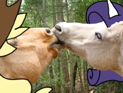 Size: 900x675 | Tagged: safe, artist:lentoto, edit, applejack, rarity, horse, g4, cursed image, duo, duo female, female, irl, irl horse, kissing, lesbian, mare, photo, ponies in real life, ship:rarijack, shipping, stylistic suck, uncanny valley, wat