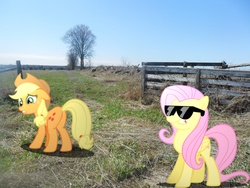 Size: 3648x2736 | Tagged: safe, artist:hachaosagent, applejack, fluttershy, pegasus, pony, g4, applebutt, butt, dat ass, female, high res, irl, lip bite, mare, meme, photo, plot, ponies in real life, scrunchy face, sunglasses, vector
