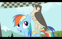 Size: 1680x1050 | Tagged: safe, screencap, rainbow dash, hawk, g4, may the best pet win, youtube, youtube caption