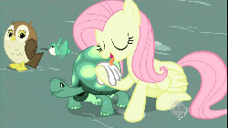 Size: 800x450 | Tagged: safe, screencap, fluttershy, tank, hummingbird, owl, pegasus, pony, tortoise, g4, may the best pet win, season 2, animated, eyes closed, female, hub logo, licking, male, mare, open mouth, rag, reversed, tongue out