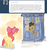 Size: 713x763 | Tagged: safe, artist:votum, apple bloom, doctor whooves, time turner, earth pony, pony, ask apple bloom, g4, doctor who, duo, female, filly, male, parody, stallion, tardis, the doctor