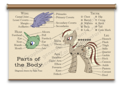 Size: 900x643 | Tagged: safe, artist:catspaw-dtp-services, oc, oc only, alicorn, earth pony, pony, anatomy, anatomy chart, chart, poster, smiling