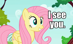 Size: 929x565 | Tagged: safe, fluttershy, g4, fourth wall, image macro