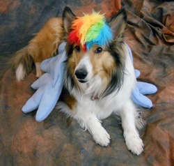 Size: 900x857 | Tagged: safe, rainbow dash, collie, dog, g4, cosplay, irl, irl dog, photo