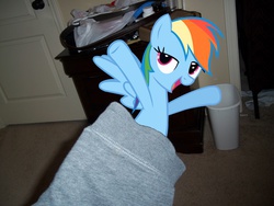 Size: 1200x900 | Tagged: safe, rainbow dash, pony, g4, female, irl, lidded eyes, photo, ponies in real life, vector