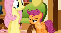 Size: 500x271 | Tagged: safe, screencap, fluttershy, scootaloo, pegasus, pony, g4, duo, female, filly, foal, hub logo, indoors, lidded eyes, logo, looking at someone, mare, out of context, scrunchy face, the hub, wings