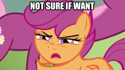 Size: 622x349 | Tagged: safe, edit, edited screencap, screencap, cheerilee, scootaloo, earth pony, pegasus, pony, g4, hearts and hooves day (episode), duo, female, filly, foal, folded wings, frown, image macro, impact font, magenta hair, magenta mane, magenta tail, mare, nose wrinkle, not sure if want, offscreen character, open mouth, orange coat, orange fur, orange wings, pink hair, pink mane, pink tail, purple coat, purple eyes, purple fur, pushing, squint, tail, text, wings