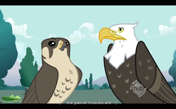 Size: 1024x640 | Tagged: safe, screencap, bald eagle, falcon, peregrine falcon, g4, may the best pet win, youtube caption