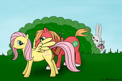 Size: 500x333 | Tagged: safe, artist:el-yeguero, angel bunny, big macintosh, fluttershy, smarty pants, earth pony, pegasus, pony, g4, blushing, butt, dock, female, jealous, male, mare, plot, preening, ship:angelshy, ship:fluttermac, shipping, smartymac, stallion, straight